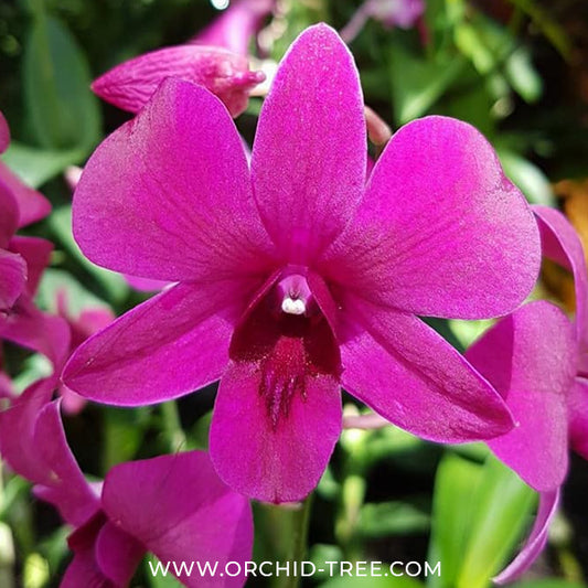 Dendrobium Ruby Red X Sakda Beauty Orchid plant - FF