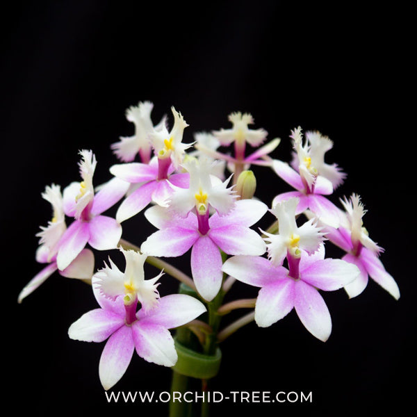 Epidendrium Max Valley Sakura Orchid Plant - MS - Buy Orchids Plants Online by Orchid-Tree.com