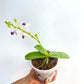 Phalaenopsis Su's Glad Kid 'Blue' - FF
