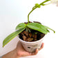 Phalaenopsis Su's Glad Kid 'Blue' - FF