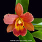 Cattleya Volkertara Samantha Marko Orchid Plant - FF