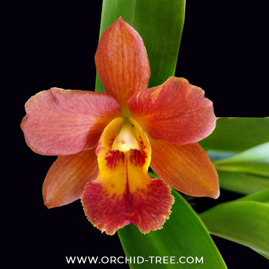 Cattleya Volkertara Samantha Marko Orchid Plant - FF