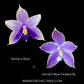 Phalaenpsis Jamie's Blue Dragonfly X Samera Orchid Plant - FF