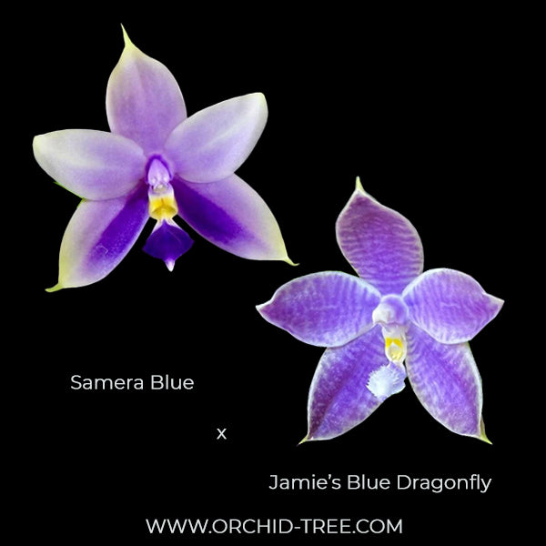 Phalaenpsis Jamie's Blue Dragonfly X Samera Orchid Plant - FF
