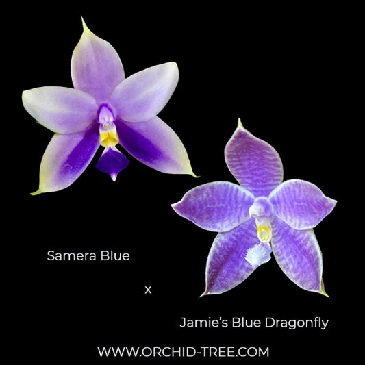Phalaenpsis Jamie's Blue Dragonfly X Samera Orchid Plant - FF