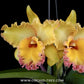 Cattleya (Rlc.) Samphran Gold Orchid Plant - BS