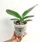 Phalaenopsis Sandcastle - BS