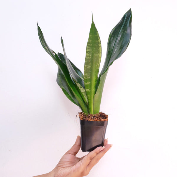 Sansevieria Whitney