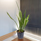 Sansevieria Zeylanica - Buy Orchids Plants Online by Orchid-Tree.com