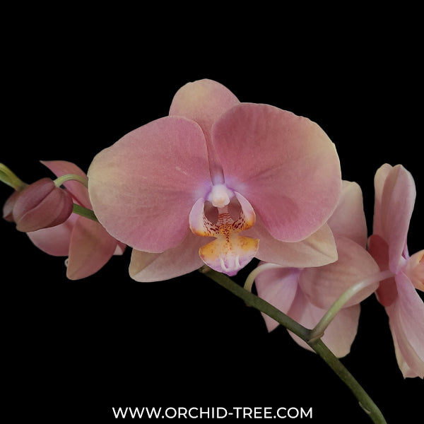 Phalaenopsis Sarcasm Orchid Plant - FF - Buy Orchids Plants Online by Orchid-Tree.com