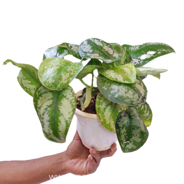 Scindapsus Pictus / Silver Satin Pothos