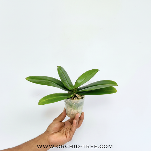 Phalaenopsis Charming Dalmatian Orchid Plant - BS