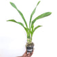 Grammatophyllum scriptum sp. - BS