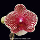 Phalaenopsis I-Hsin Sesame Orchid Plant - FF