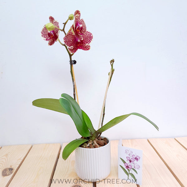 Timeless Love | Phalaenopsis Orchid Gift