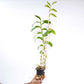 Dendrobium secundum sp. Orchid Plant - BS - Buy Orchids Plants Online by Orchid-Tree.com