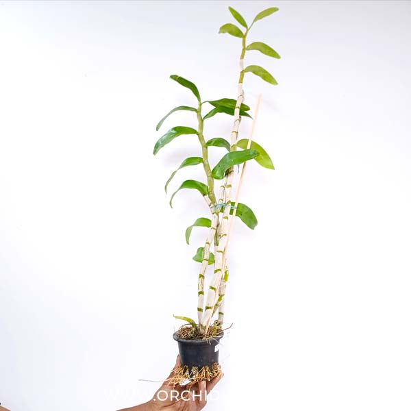 Dendrobium secundum sp. Orchid Plant - BS - Buy Orchids Plants Online by Orchid-Tree.com