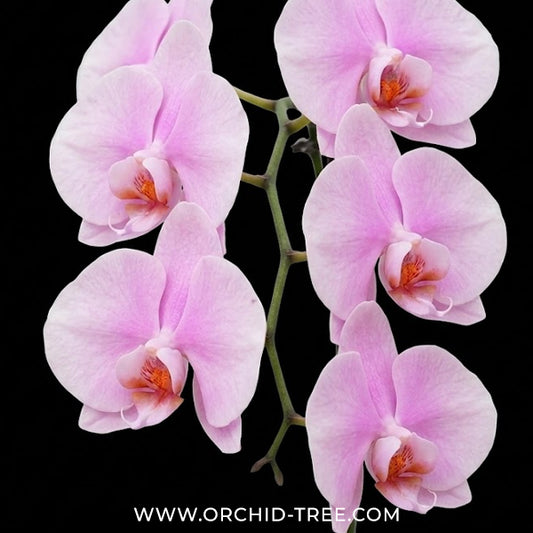 Phalaenopsis Sendai Orchid Plant - FF - Buy Orchids Plants Online by Orchid-Tree.com