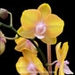 Phalaenopsis Scented Doll Orchid Plant - FF