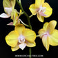 Phalaenopsis Scented Doll Orchid Plant - FF