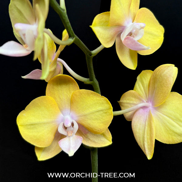 Phalaenopsis Scented Doll Orchid Plant - FF