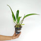 Cattleya Shang Ding Beauty Orchid Plant - BS