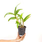 Dendrobium Sarah Beauty Orchid Plant - NBS