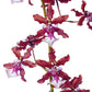 Oncidium Sharry Baby 'Chocolate' Orchid Plant - MS - Buy Orchids Plants Online by Orchid-Tree.com