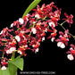 Oncidium Sharry Baby Orchid Plant -BS