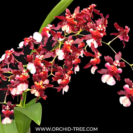 Oncidium Sharry Baby Orchid Plant -BS