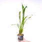 Oncidium Sharry Baby Orchid Plant -BS