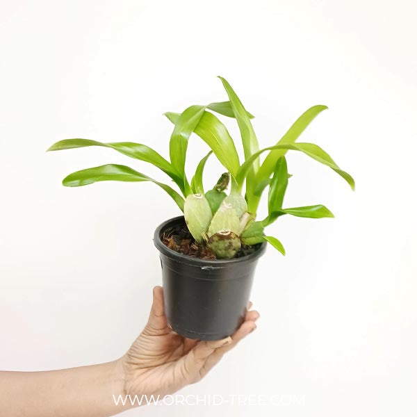 Oncidium (Milt.) Shelob Tolkein Orchid Plant - BS