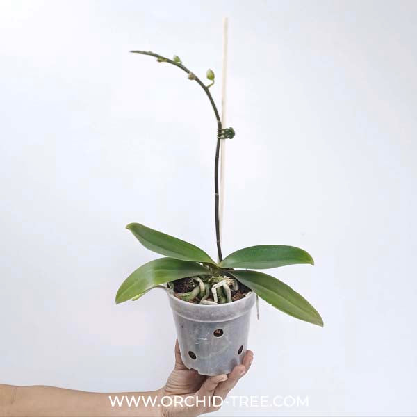 Phalaenopsis Shin Tuan Golden Orange Orchid Plant - FF