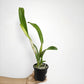 Cattleya (Pot.) Shinfong Dawn Orchid Plant - BS