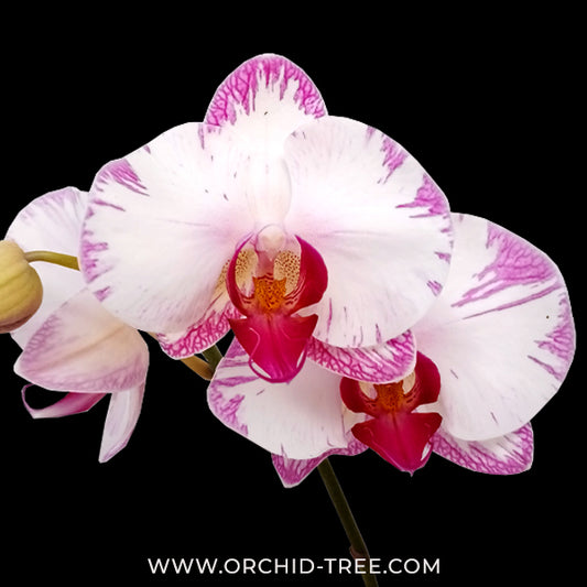 Phalaenopsis Shu Long Sweety Orchid Plant - FF - Buy Orchids Plants Online by Orchid-Tree.com