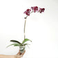 Phalaenopsis Shulong 20-30 Orchid Plant - FF