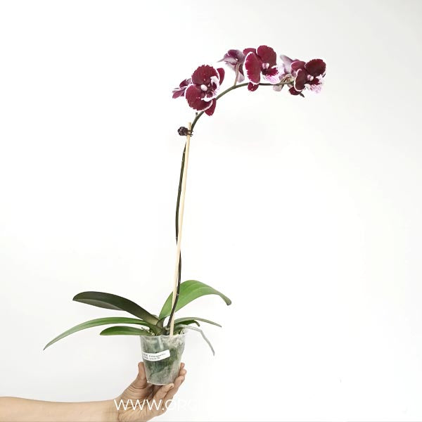 Phalaenopsis Shulong 20-30 Orchid Plant - FF
