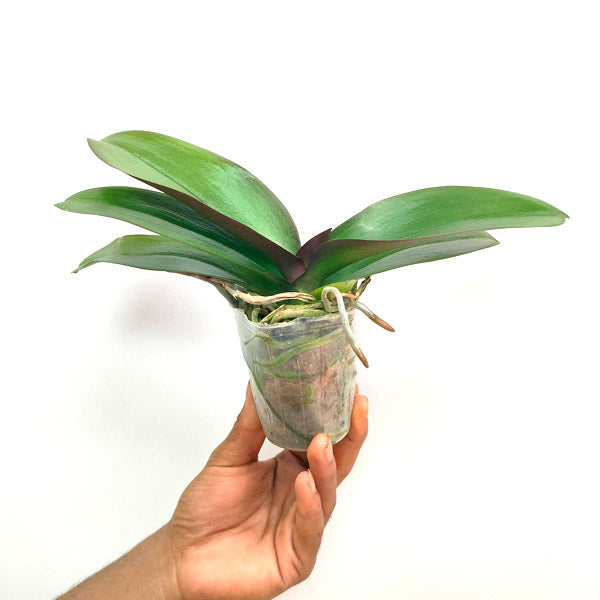 Phalaenopsis Shulong Blush - FF