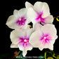 Phalaenopsis Shulong Blush - FF