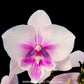 Phalaenopsis Shulong Blush - FF