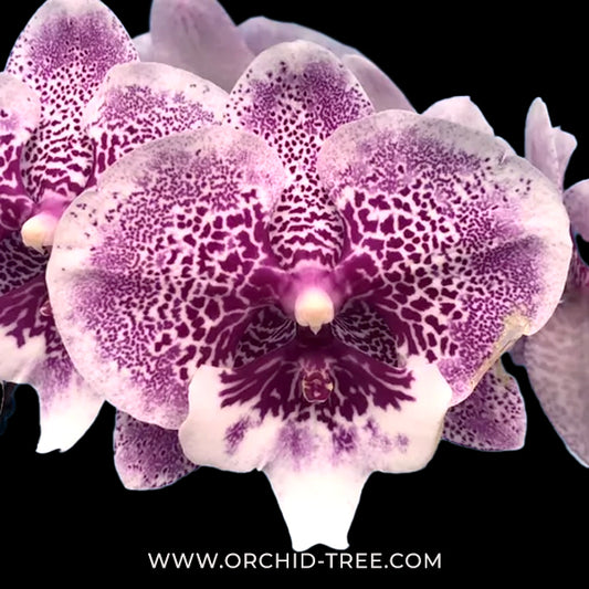 Phalaenopsis Shulong Genie Orchid Plant - BS - Buy Orchids Plants Online by Orchid-Tree.com