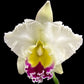 Cattleya Siam Pink - BS