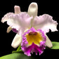 Cattleya Siam Pink - BS
