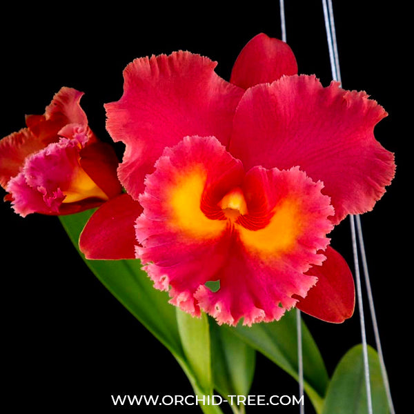 Cattleya (Rlc.) Siam Red Orchid Plant -BS