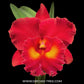 Cattleya (Rlc.) Siam Red - BS