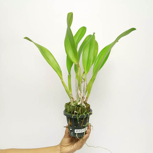Cattleya (Rlc.) Siam Red Orchid Plant -BS