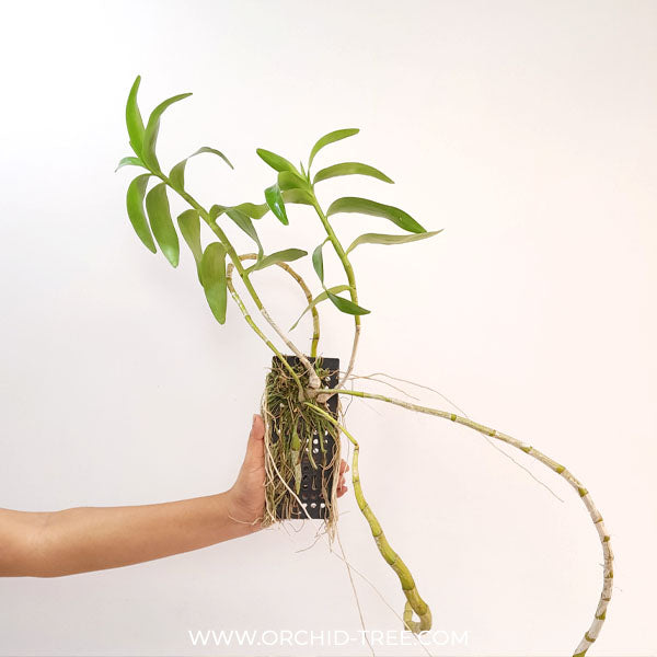 Dendrobium signatum x friedericksianum Orchid Plant - BS