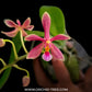 Phalaenopsis silbergrube 'Freya' X modesta 'Freya' - BS