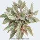 Begonia Big Pot Plants | 3 Varieties