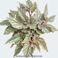 Begonia Big Pot Plants | 3 Varieties